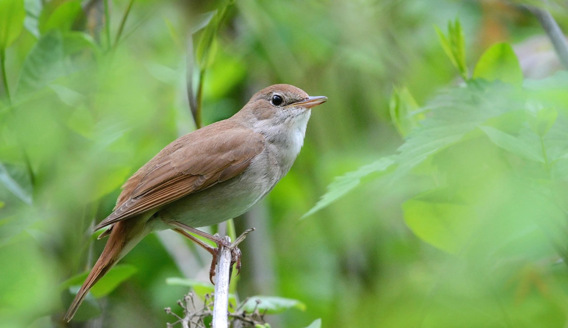 Listen to the Bird Song of the Common Nightingale, or Luscinia